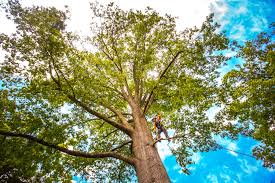 Best Lawn Dethatching  in USA